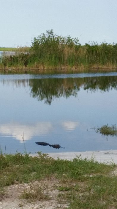 Another alligator
